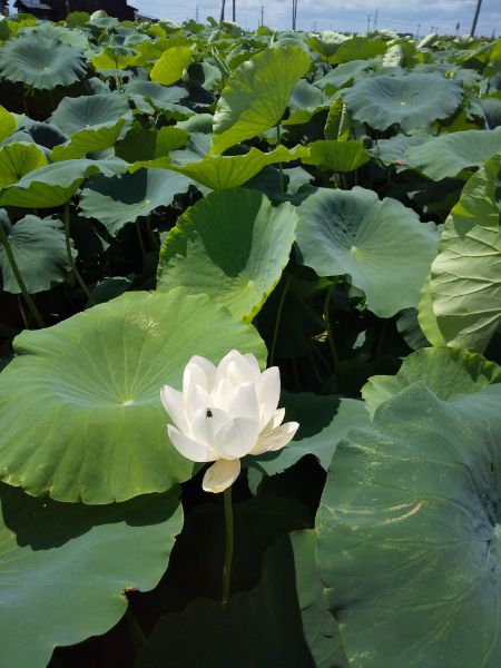 DSC_0971_20210802092418